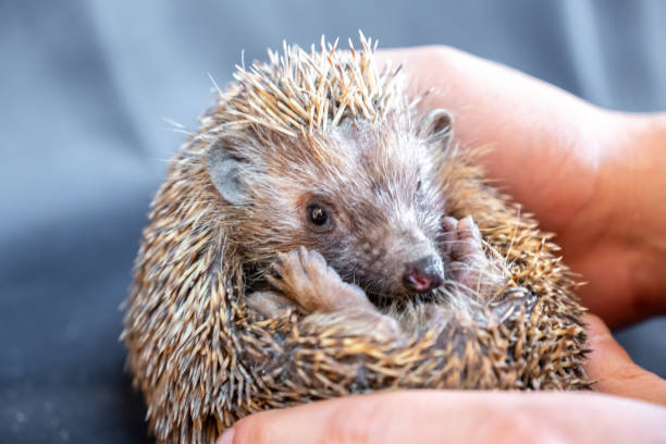 istock Spiky hedgehog being  hold gently by man hands 1876971318