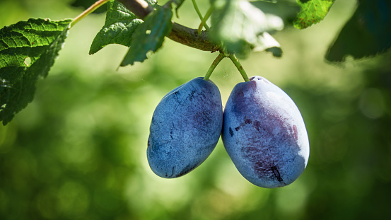 A group of blue ripe large plums on a branch in a plum orchard. Ripe blue plums on a branch. Zavidovii, Bosnia and Herzegovina.