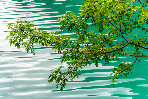 The green foliage of a tree stands out above the reflections of the sky in the turquoise waters of Lago del Mis