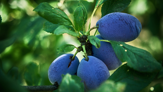 Fruits of blue plum on a branch with green leaves close-up