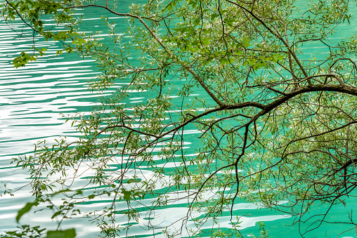 The green foliage of a tree stands out above the reflections of the sky in the turquoise waters of Lago del Mis