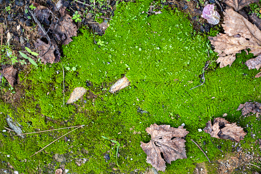 Moss and grass