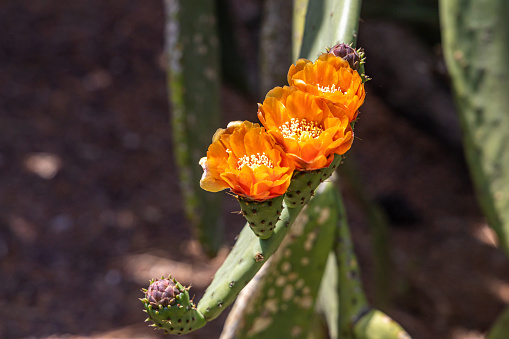 A Group of green Opuntia Vulgaris cactus plants with flowers is on a beautiful blurred orange background in fields in summer
