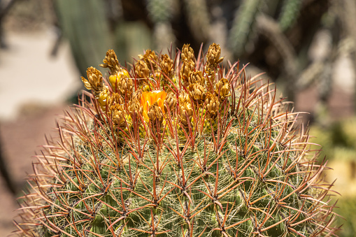 A Group of green ferocactus plants is on a beautiful blurred orange background in summer