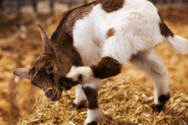 istock Baby goat with an itch 187698420