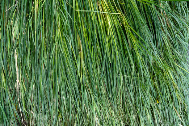 istock A background of rows of green grass 1877011778