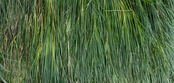 A background of rows of green grass. background . texture