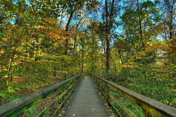 Congaree National Forest Boardwalk stock photo