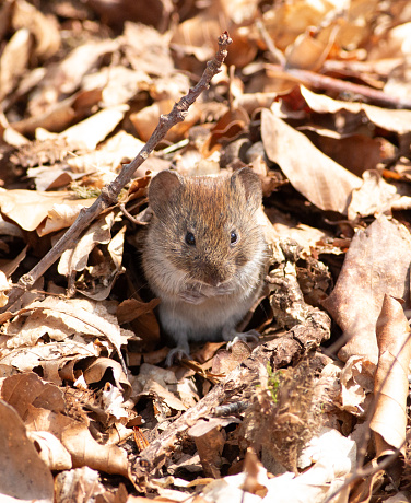 cute and beautiful field vole among laves in a forest