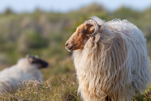 Rare breed Drenthe heath sheep in the dunes of the coast