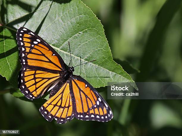 Viceroy Schmetterling Stockfoto und mehr Bilder von Limenitis archippus - Limenitis archippus, Blatt - Pflanzenbestandteile, Fotografie