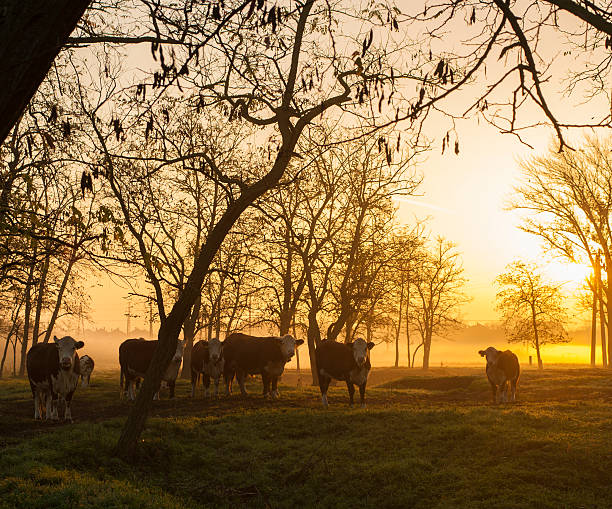 istock Farmland in autumnal sunrise 187702854