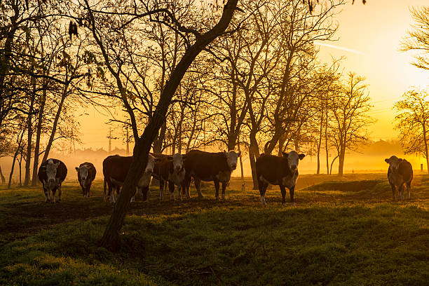 istock Farmland in autumnal sunrise 187702870