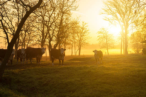 istock Farmland in autumnal sunrise 187702886