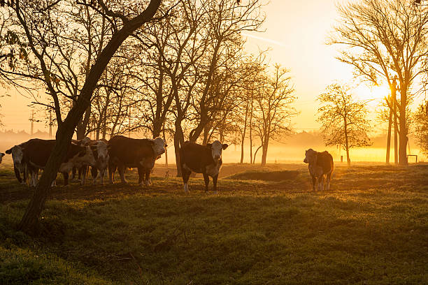 istock Farmland in autumnal sunrise 187702888