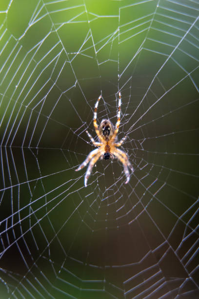 istock Blurred silhouette of a spider in a web on a blurred natural green background. 1877031899