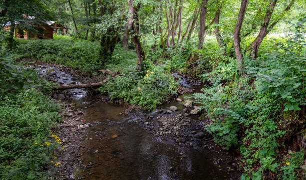 istock A small river deep in the forest, a mountain stream in the Carpathians 1877036191