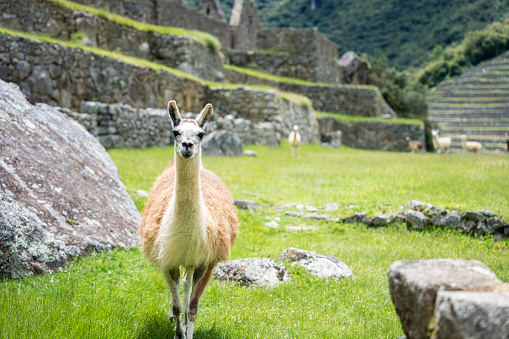 Full length shot of an alpaca grazing in Sacred City of Machu Picchu, Peru