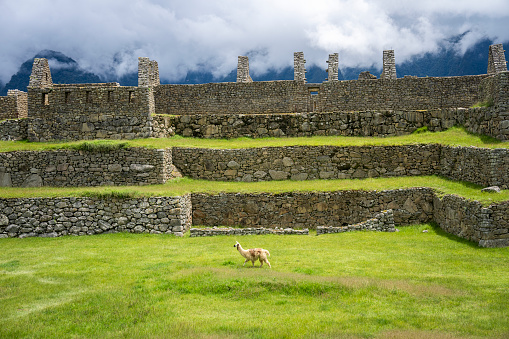 Wide view of a llama grazing in Sacred City of Machu Picchu, Peru