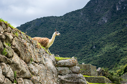 Side shot view of an alpaca grazing on mountain side in Sacred City of Machu Picchu, Peru