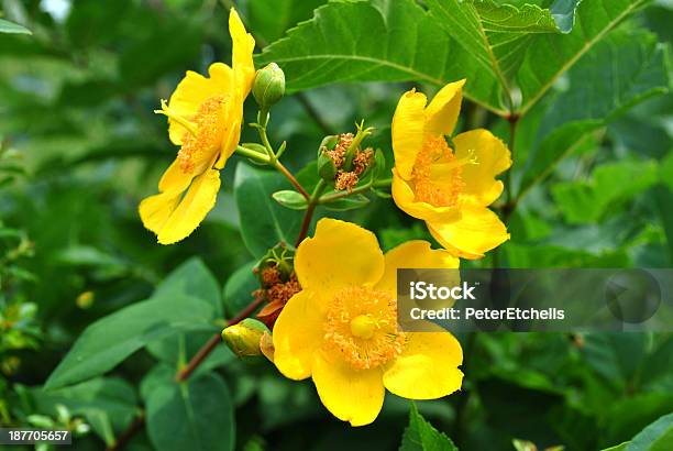 Hypericum Patulum Hidcote Stock Photo - Download Image Now - Botany, Bush, Flower