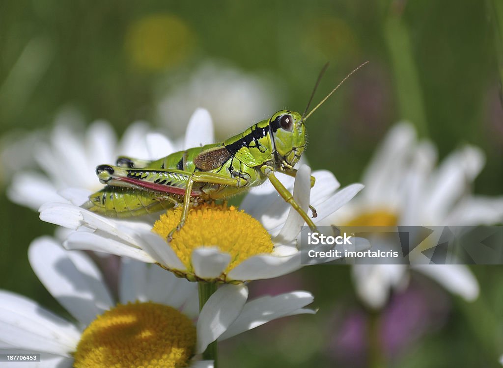 Gafanhotos a margaret - Royalty-free Amarelo Foto de stock