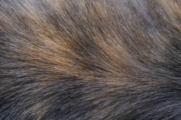 istock Background and texture brown gray cat hair on withers. 1877067673