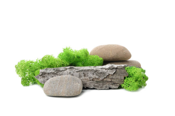 PNG photo, Moss isolated on white background