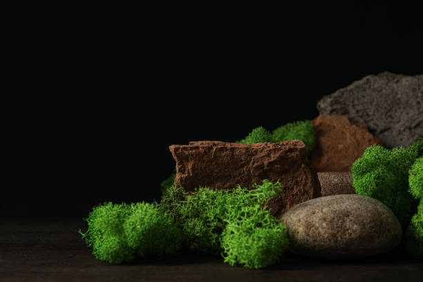 istock Moss, space for text, concept of different backgrounds 1877070753