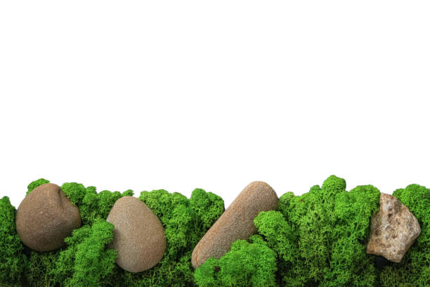 istock Moss with stones isolated on white background, PNG 1877071310