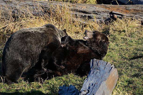 istock Grizzly Bears play on grass 187707267