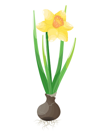 Narcissus flower in pot isolated on white background. Vector illustration.