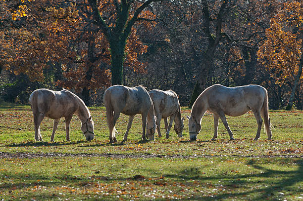 Lipizzan Pferde – Foto