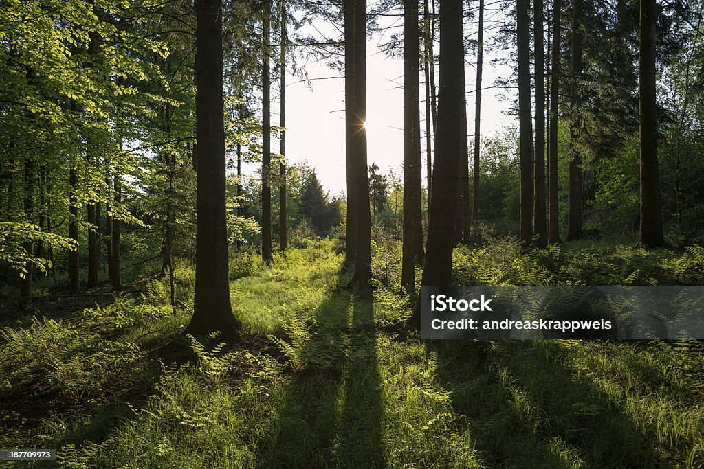 Sunlight in Spring Forest Sunlight in Spring Forest, Bavaria, Germany Autumn Stock Photo