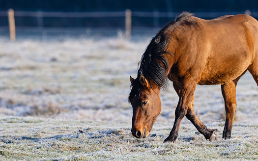 Side view close-up of a single brown horse with black mane grazing in a meadow with frosted ground on a sunny winter day, front three quarter length visible