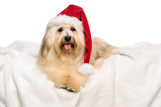 istock Cute reddish Christmas Havanese dog on a white blanket 187710458