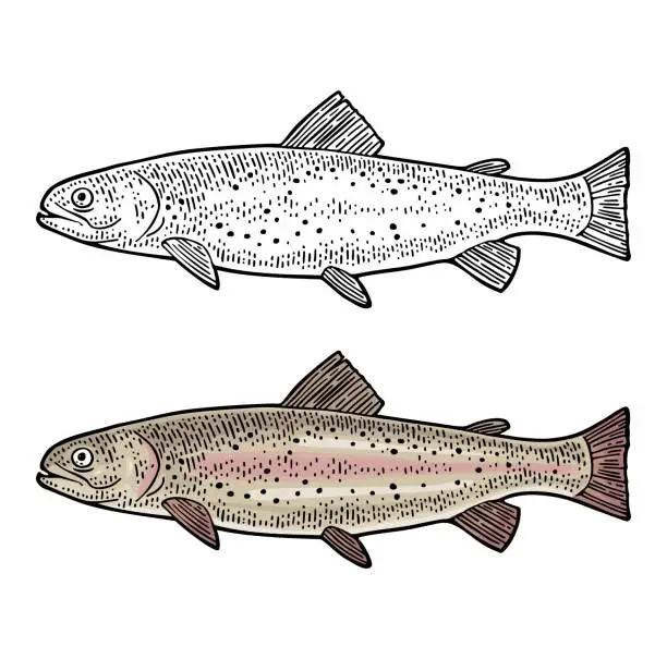 Vector illustration of Whole fresh fish trout. Vector color engraving vintage