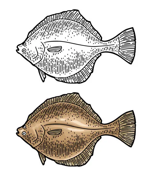 Vector illustration of Whole fresh fish flounder. Vector color engraving vintage
