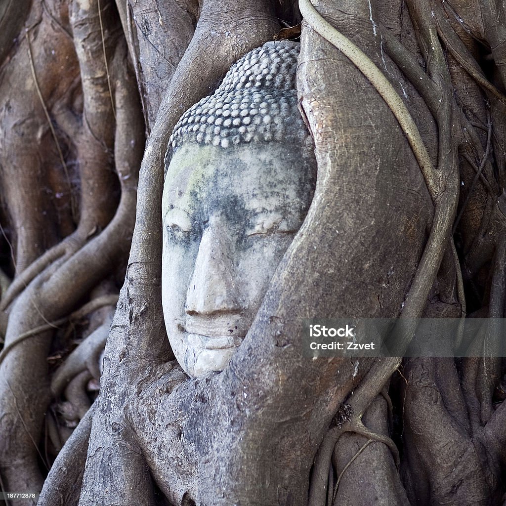 Buddha cabeza rodeado de raíces - Foto de stock de Abrazar libre de derechos