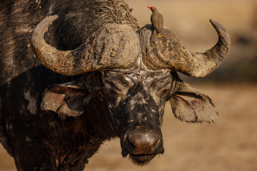 Muddy old african buffalo with red-billed oxpecker