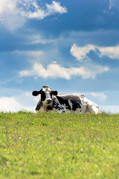 istock Holsteins cattle on the meadow 187713235