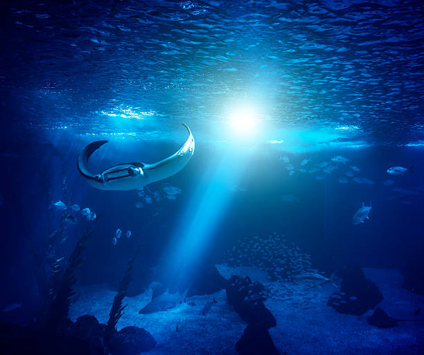 istock Fish in a big blue aquarium 187713308