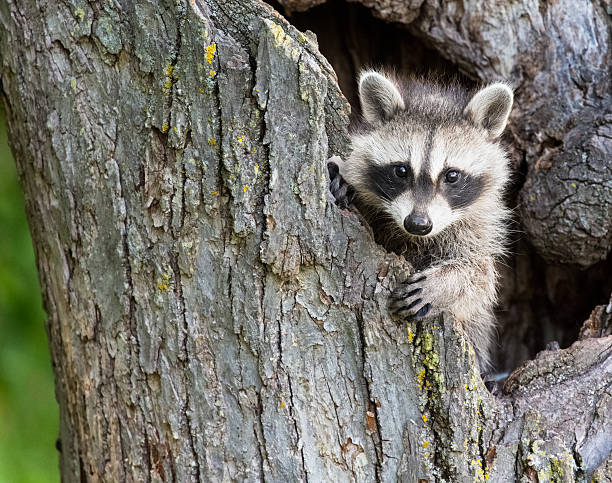 bebé racoon - mapache fotografías e imágenes de stock