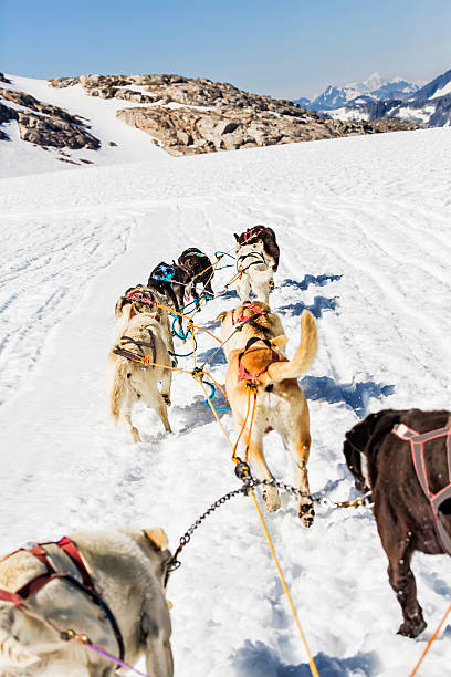 Sled dogs in Glacier Bay, Alaska Sled dogs pull a sled in Glacier Bay Alaska.  RM dogsledding stock pictures, royalty-free photos & images