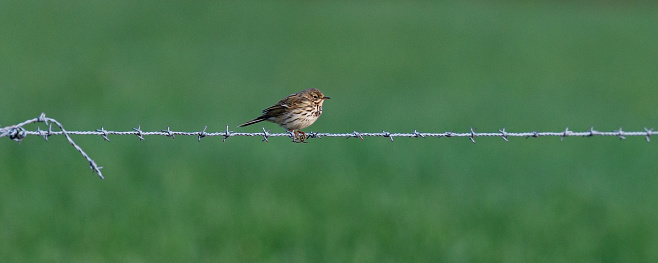 Early springtime morning side view close-up of a single Meadow Pipit (Anthus Pratensis) resting on a barbed wire in front of a green meadow, looking ahead\n\n[in the Netherlands the Yellow Wagtail is on the Red List of Threatened Species]