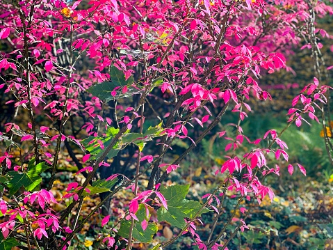 Pink foliage euonymus alatus bush, winged spindle, winged, burning bush in the park.