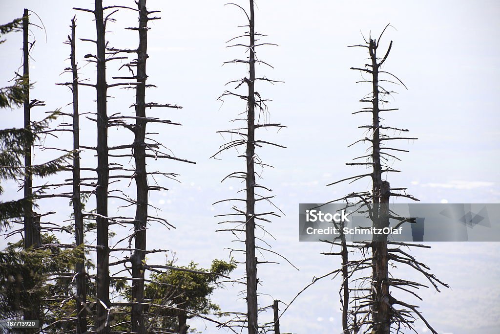 dead árboles en el bosque de la lluvia ácida - Foto de stock de Aire libre libre de derechos