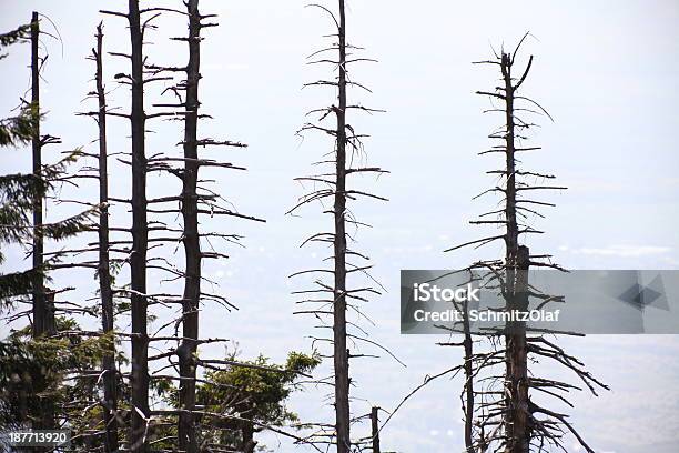 Árvores Mortas Na Floresta De Chuva Ácida - Fotografias de stock e mais imagens de Ao Ar Livre - Ao Ar Livre, Baden-Württemberg, Castanho