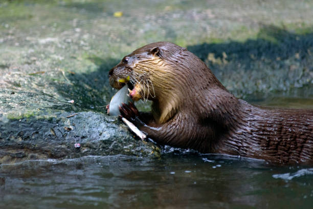 Lontra longicaudis Neotropical otter (Lontra longicaudis) feeding on fish at the water's edge. lontra longicaudis stock pictures, royalty-free photos & images
