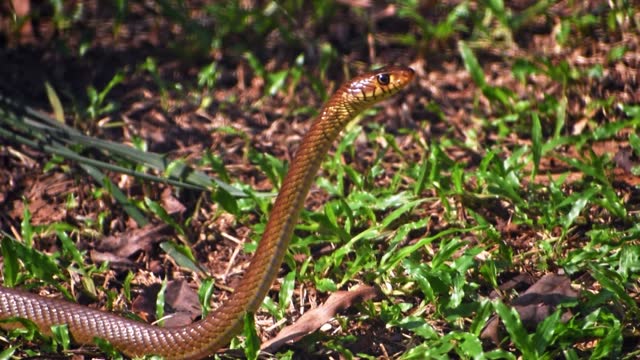 Closeup of a Indian rat snake, showcasing its details and gaze.